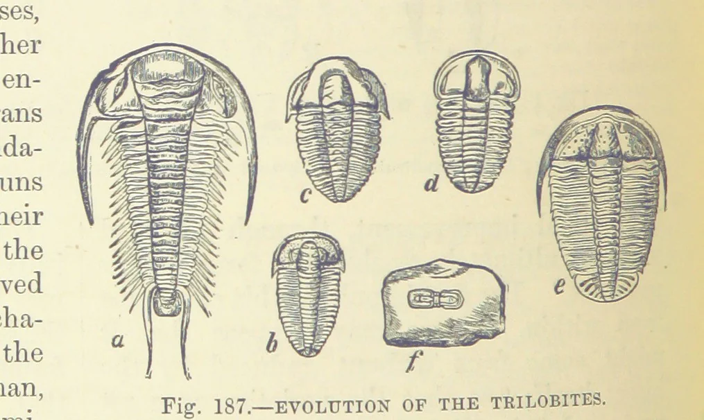 An illustration from Our Earth and its Story: a popular treatise on physical geography. Edited by R. Brown. With ... coloured plates and maps, etc, 1893, leaf 220