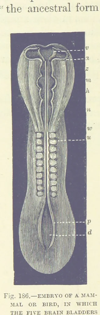 An illustration from Our Earth and its Story: a popular treatise on physical geography. Edited by R. Brown. With ... coloured plates and maps, etc, 1893, leaf 220