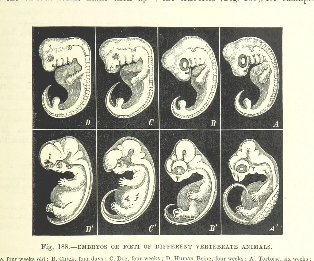 An illustration from Our Earth and its Story: a popular treatise on physical geography. Edited by R. Brown. With ... coloured plates and maps, etc, 1893, leaf 221
