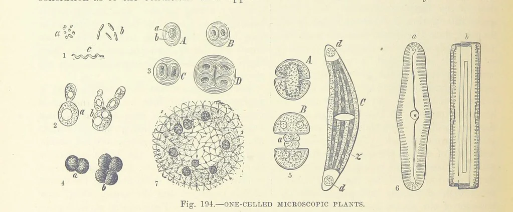 An illustration from Our Earth and its Story: a popular treatise on physical geography. Edited by R. Brown. With ... coloured plates and maps, etc, 1893, leaf 226