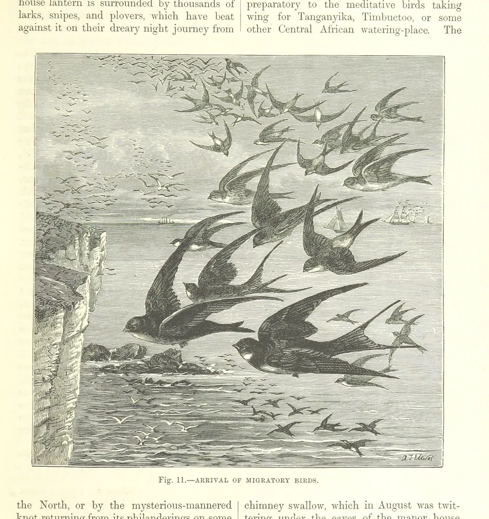 An illustration from Our Earth and its Story: a popular treatise on physical geography. Edited by R. Brown. With ... coloured plates and maps, etc, 1893, leaf 23