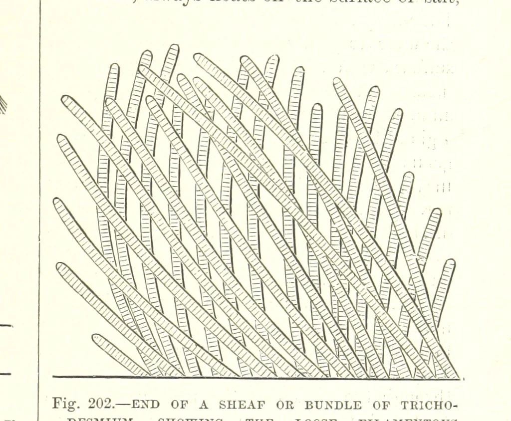 An illustration from Our Earth and its Story: a popular treatise on physical geography. Edited by R. Brown. With ... coloured plates and maps, etc, 1893, leaf 235