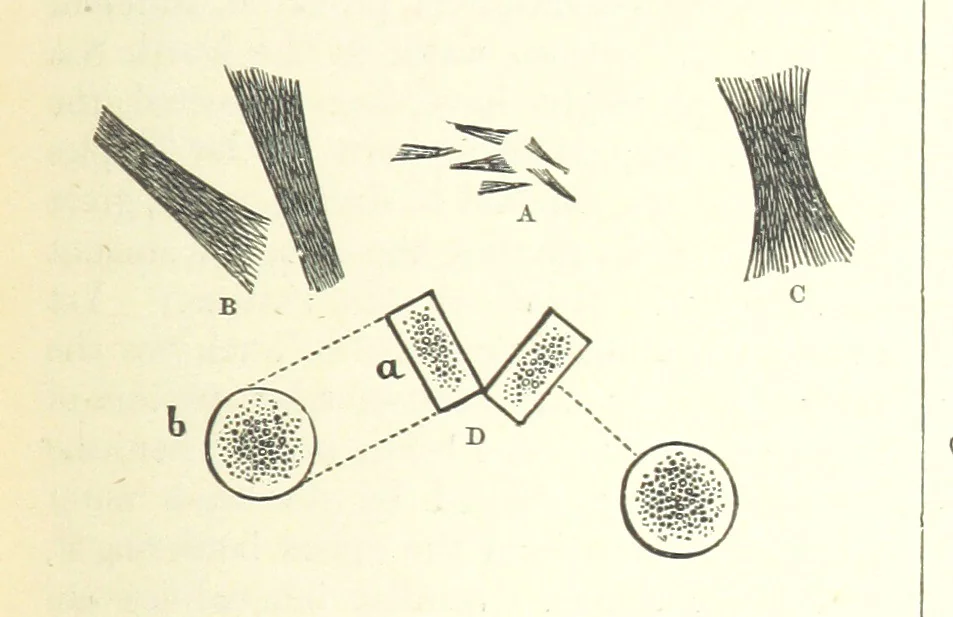 An illustration from Our Earth and its Story: a popular treatise on physical geography. Edited by R. Brown. With ... coloured plates and maps, etc, 1893, leaf 235