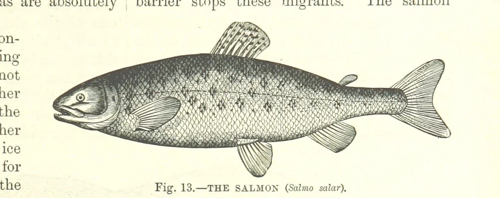 An illustration from Our Earth and its Story: a popular treatise on physical geography. Edited by R. Brown. With ... coloured plates and maps, etc, 1893, leaf 27