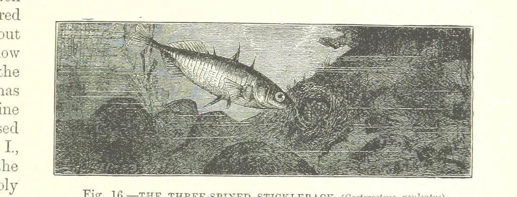 An illustration from Our Earth and its Story: a popular treatise on physical geography. Edited by R. Brown. With ... coloured plates and maps, etc, 1893, leaf 29