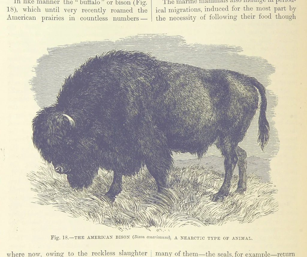 An illustration from Our Earth and its Story: a popular treatise on physical geography. Edited by R. Brown. With ... coloured plates and maps, etc, 1893, leaf 32