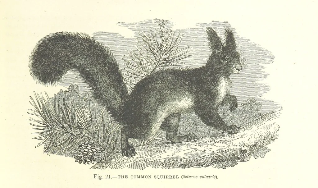 An illustration from Our Earth and its Story: a popular treatise on physical geography. Edited by R. Brown. With ... coloured plates and maps, etc, 1893, leaf 39