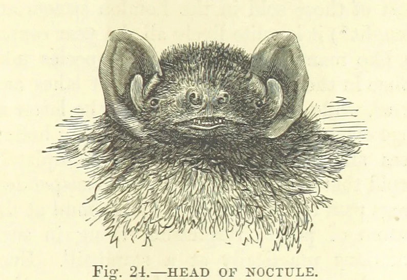 An illustration from Our Earth and its Story: a popular treatise on physical geography. Edited by R. Brown. With ... coloured plates and maps, etc, 1893, leaf 45