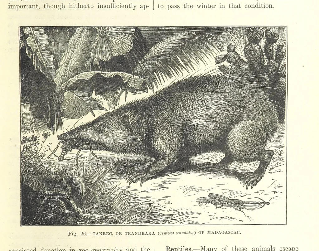 An illustration from Our Earth and its Story: a popular treatise on physical geography. Edited by R. Brown. With ... coloured plates and maps, etc, 1893, leaf 49