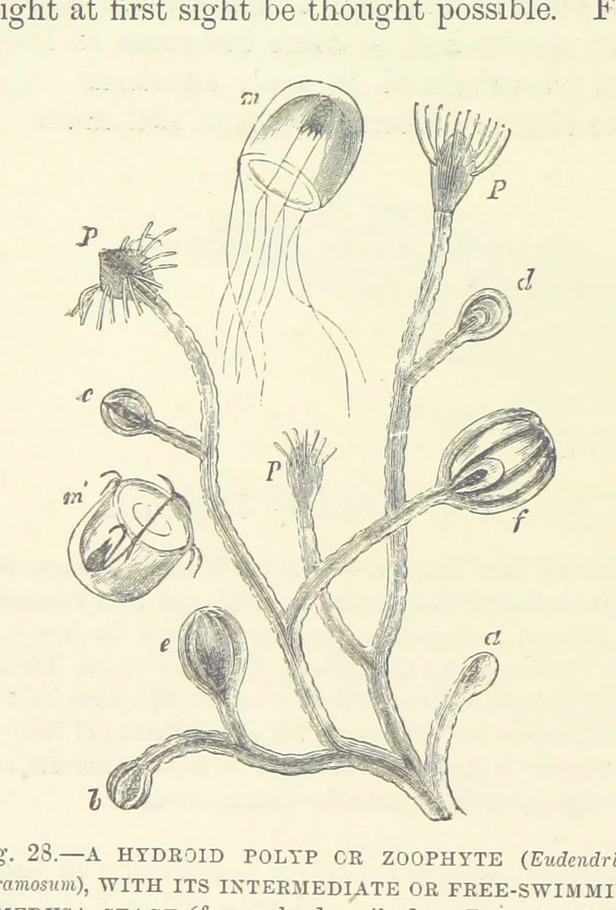 An illustration from Our Earth and its Story: a popular treatise on physical geography. Edited by R. Brown. With ... coloured plates and maps, etc, 1893, leaf 52