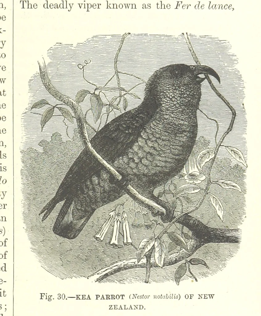 An illustration from Our Earth and its Story: a popular treatise on physical geography. Edited by R. Brown. With ... coloured plates and maps, etc, 1893, leaf 57