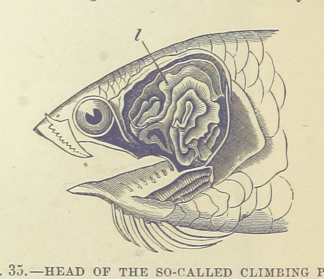 An illustration from Our Earth and its Story: a popular treatise on physical geography. Edited by R. Brown. With ... coloured plates and maps, etc, 1893, leaf 66