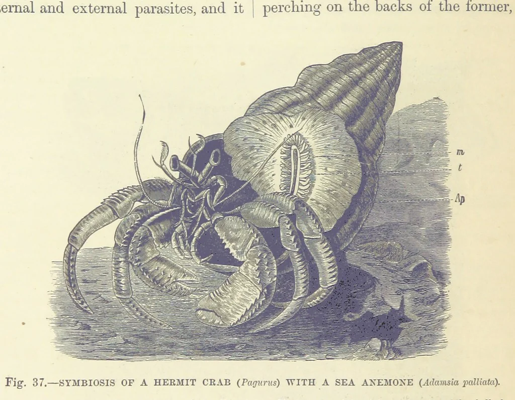 An illustration from Our Earth and its Story: a popular treatise on physical geography. Edited by R. Brown. With ... coloured plates and maps, etc, 1893, leaf 68