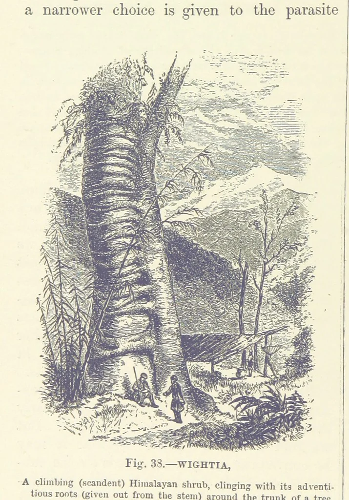 An illustration from Our Earth and its Story: a popular treatise on physical geography. Edited by R. Brown. With ... coloured plates and maps, etc, 1893, leaf 70
