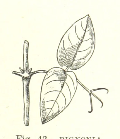 An illustration from Our Earth and its Story: a popular treatise on physical geography. Edited by R. Brown. With ... coloured plates and maps, etc, 1893, leaf 71