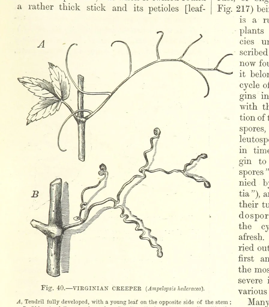 An illustration from Our Earth and its Story: a popular treatise on physical geography. Edited by R. Brown. With ... coloured plates and maps, etc, 1893, leaf 71