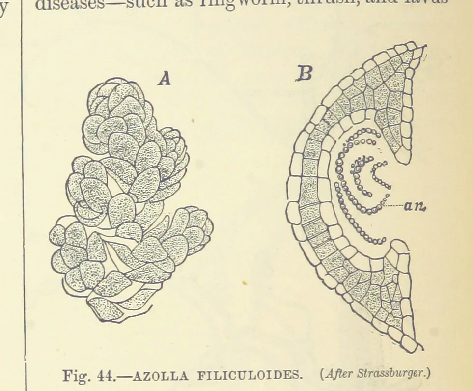 An illustration from Our Earth and its Story: a popular treatise on physical geography. Edited by R. Brown. With ... coloured plates and maps, etc, 1893, leaf 72