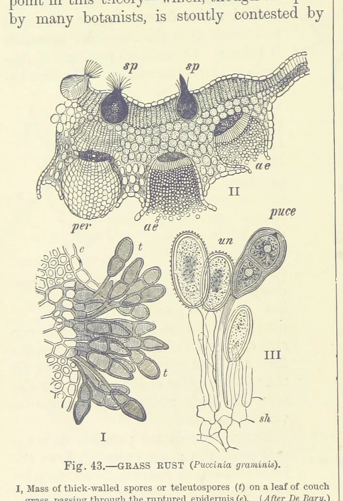 An illustration from Our Earth and its Story: a popular treatise on physical geography. Edited by R. Brown. With ... coloured plates and maps, etc, 1893, leaf 72