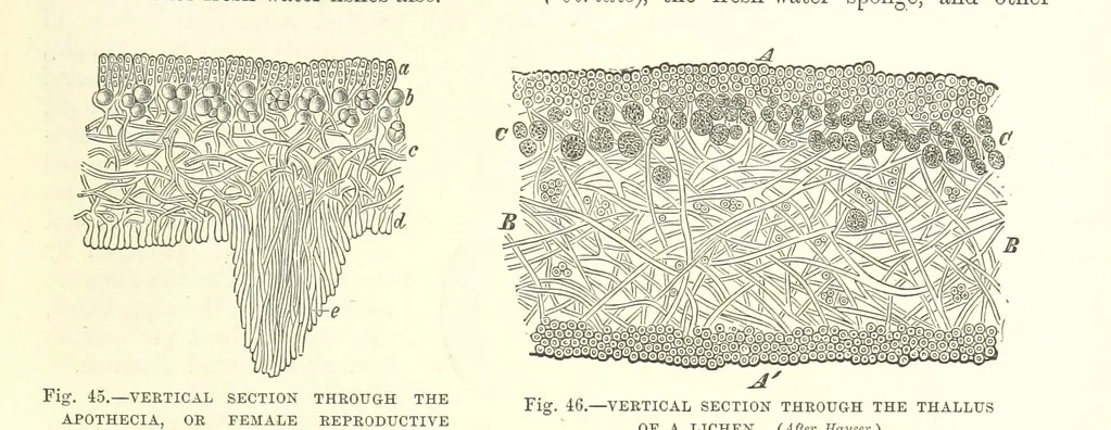 An illustration from Our Earth and its Story: a popular treatise on physical geography. Edited by R. Brown. With ... coloured plates and maps, etc, 1893, leaf 73