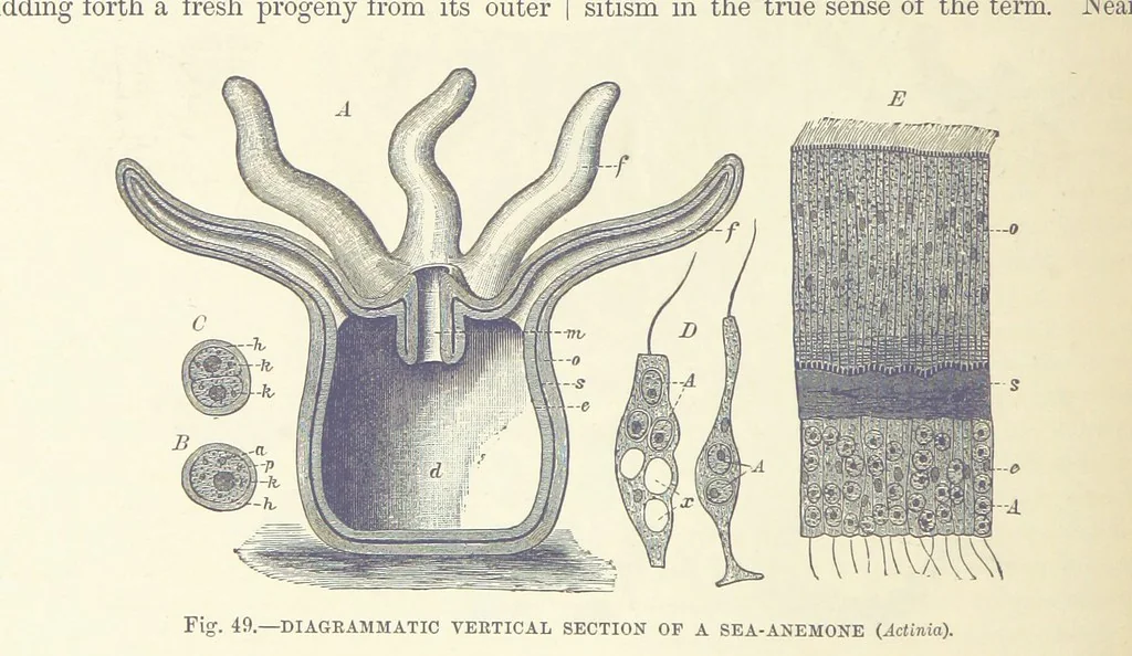 An illustration from Our Earth and its Story: a popular treatise on physical geography. Edited by R. Brown. With ... coloured plates and maps, etc, 1893, leaf 74