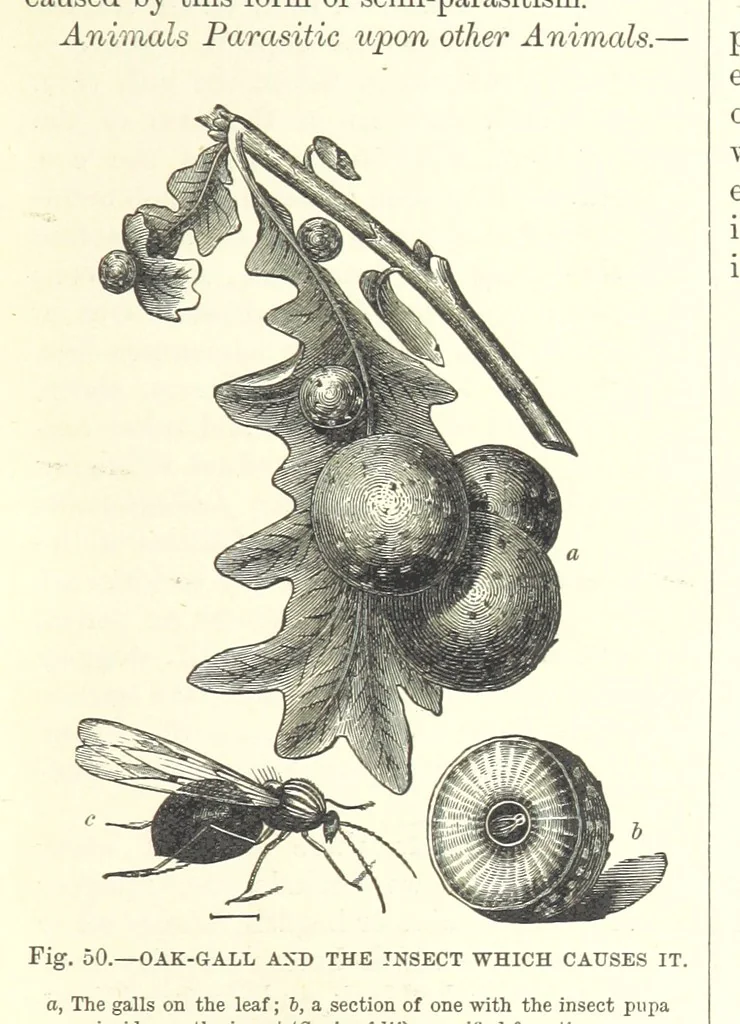 An illustration from Our Earth and its Story: a popular treatise on physical geography. Edited by R. Brown. With ... coloured plates and maps, etc, 1893, leaf 75