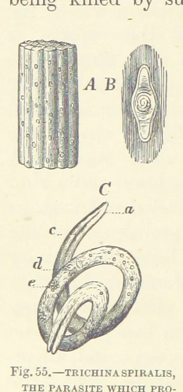 An illustration from Our Earth and its Story: a popular treatise on physical geography. Edited by R. Brown. With ... coloured plates and maps, etc, 1893, leaf 82