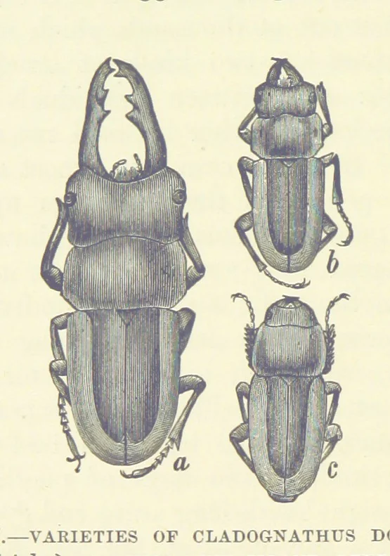 An illustration from Our Earth and its Story: a popular treatise on physical geography. Edited by R. Brown. With ... coloured plates and maps, etc, 1893, leaf 88