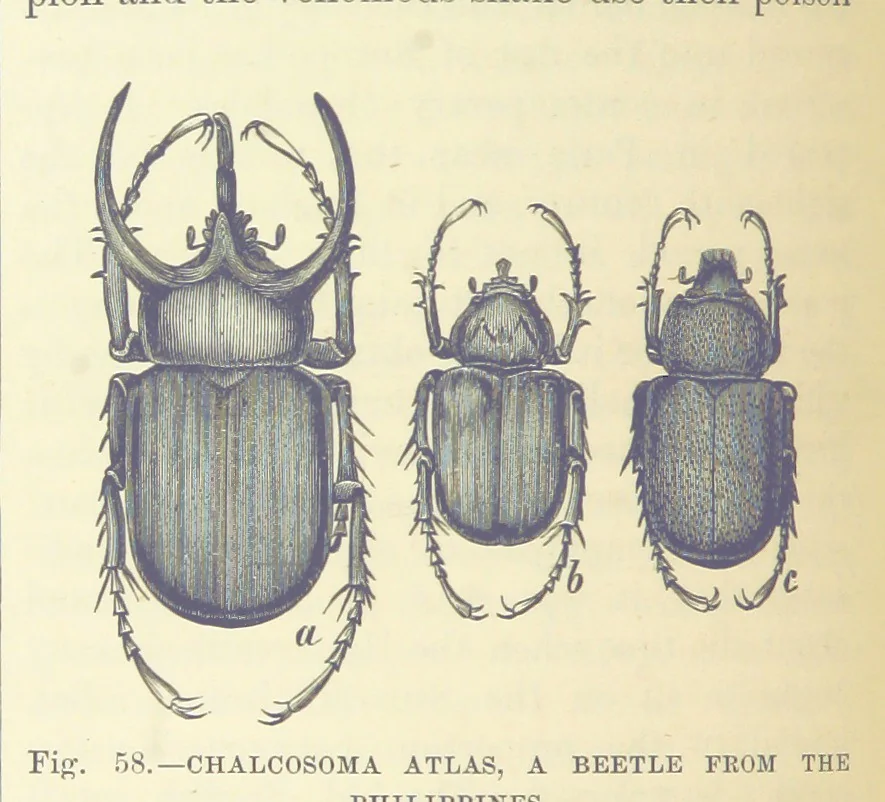 An illustration from Our Earth and its Story: a popular treatise on physical geography. Edited by R. Brown. With ... coloured plates and maps, etc, 1893, leaf 88