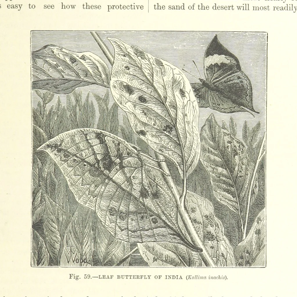 An illustration from Our Earth and its Story: a popular treatise on physical geography. Edited by R. Brown. With ... coloured plates and maps, etc, 1893, leaf 91