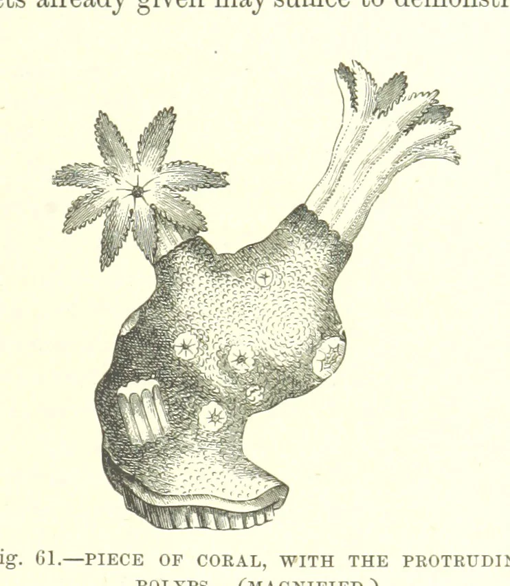 An illustration from Our Earth and its Story: a popular treatise on physical geography. Edited by R. Brown. With ... coloured plates and maps, etc, 1893, leaf 93