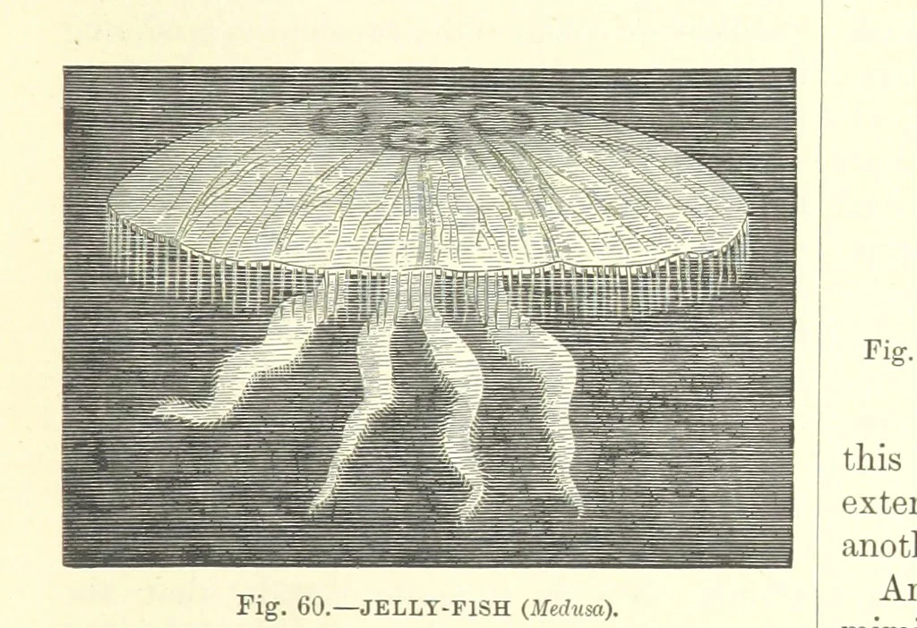 An illustration from Our Earth and its Story: a popular treatise on physical geography. Edited by R. Brown. With ... coloured plates and maps, etc, 1893, leaf 93