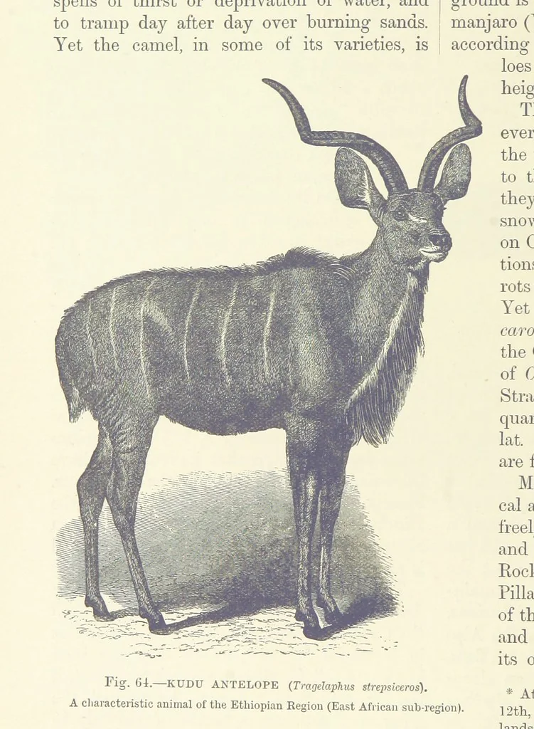 An illustration from Our Earth and its Story: a popular treatise on physical geography. Edited by R. Brown. With ... coloured plates and maps, etc, 1893, leaf 98