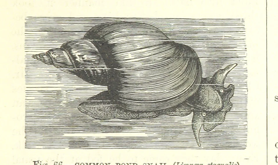 An illustration from Our Earth and its Story: a popular treatise on physical geography. Edited by R. Brown. With ... coloured plates and maps, etc, 1899, leaf 101
