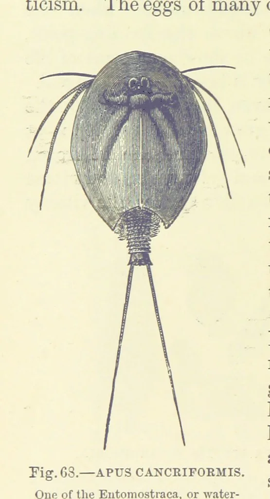 An illustration from Our Earth and its Story: a popular treatise on physical geography. Edited by R. Brown. With ... coloured plates and maps, etc, 1899, leaf 102