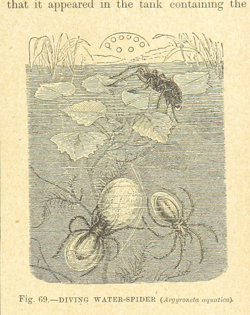 An illustration from Our Earth and its Story: a popular treatise on physical geography. Edited by R. Brown. With ... coloured plates and maps, etc, 1899, leaf 103