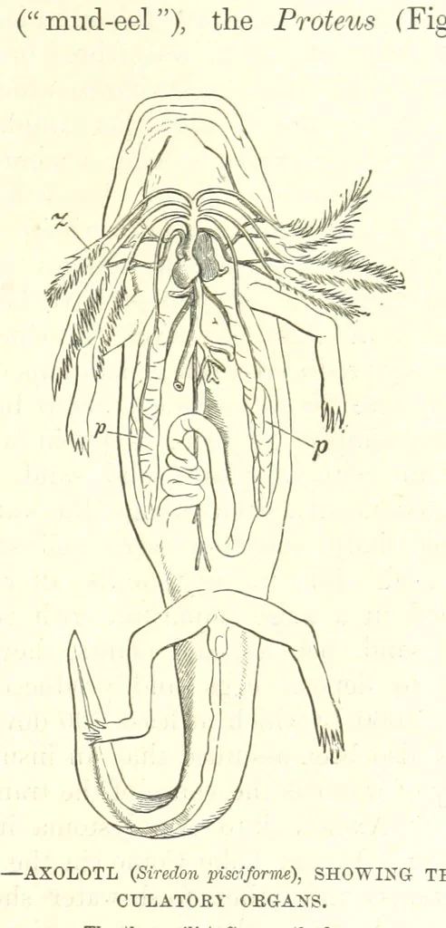 An illustration from Our Earth and its Story: a popular treatise on physical geography. Edited by R. Brown. With ... coloured plates and maps, etc, 1899, leaf 105