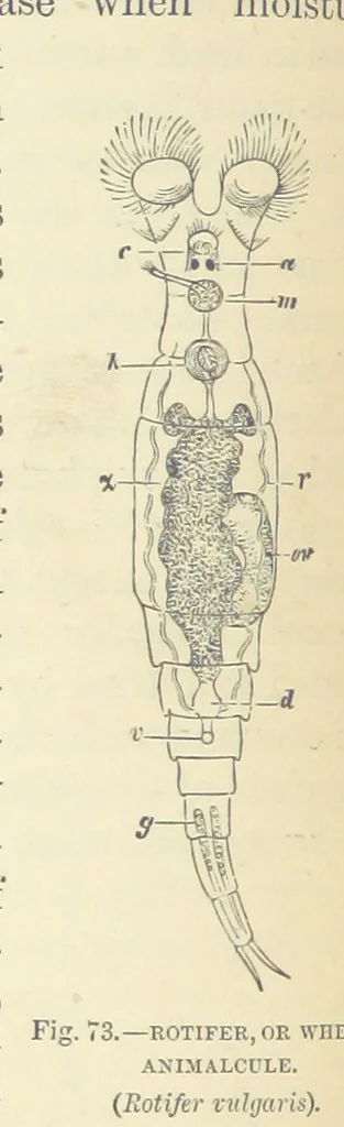An illustration from Our Earth and its Story: a popular treatise on physical geography. Edited by R. Brown. With ... coloured plates and maps, etc, 1899, leaf 106