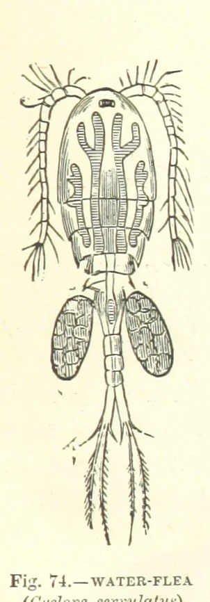 An illustration from Our Earth and its Story: a popular treatise on physical geography. Edited by R. Brown. With ... coloured plates and maps, etc, 1899, leaf 107