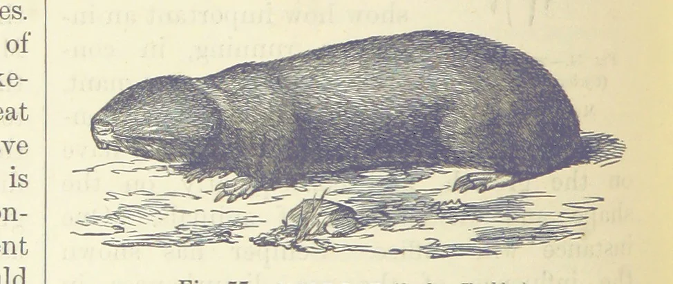 An illustration from Our Earth and its Story: a popular treatise on physical geography. Edited by R. Brown. With ... coloured plates and maps, etc, 1899, leaf 108