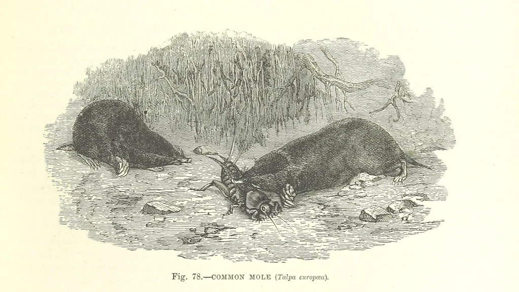An illustration from Our Earth and its Story: a popular treatise on physical geography. Edited by R. Brown. With ... coloured plates and maps, etc, 1899, leaf 109