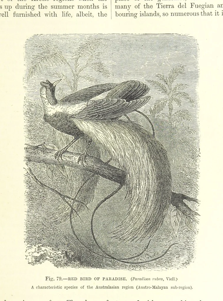An illustration from Our Earth and its Story: a popular treatise on physical geography. Edited by R. Brown. With ... coloured plates and maps, etc, 1899, leaf 111