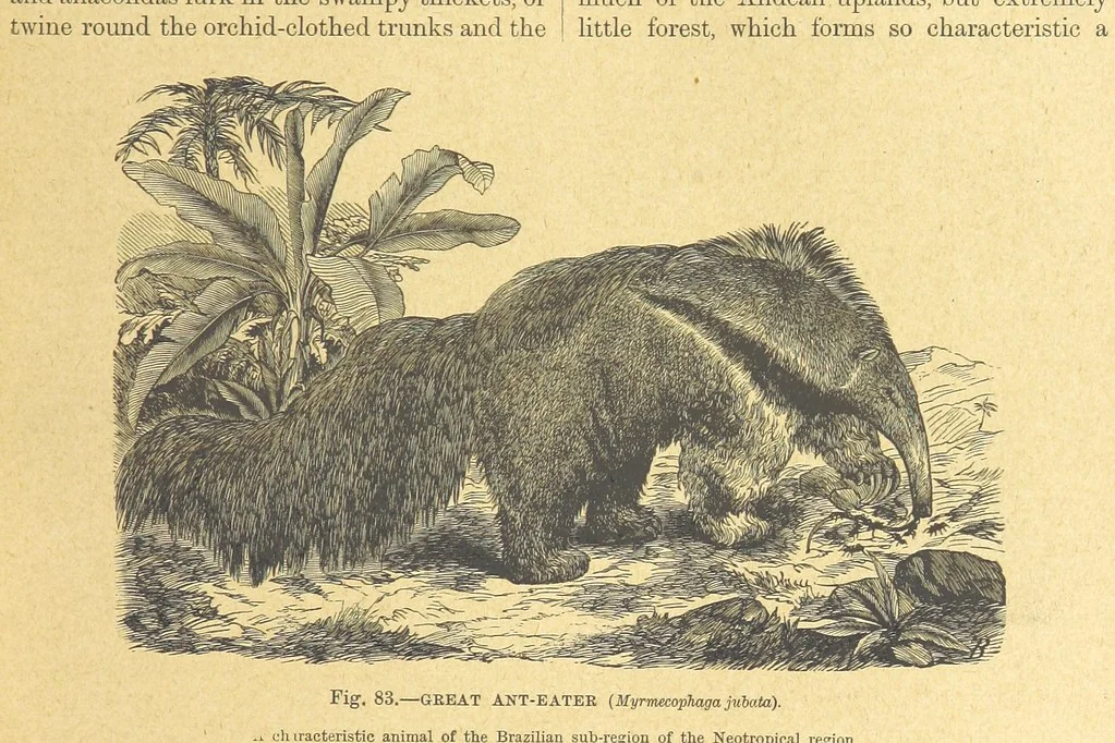 An illustration from Our Earth and its Story: a popular treatise on physical geography. Edited by R. Brown. With ... coloured plates and maps, etc, 1899, leaf 119