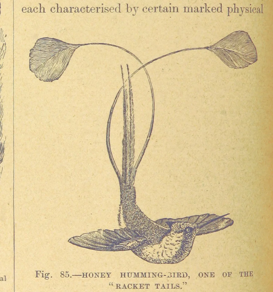 An illustration from Our Earth and its Story: a popular treatise on physical geography. Edited by R. Brown. With ... coloured plates and maps, etc, 1899, leaf 120