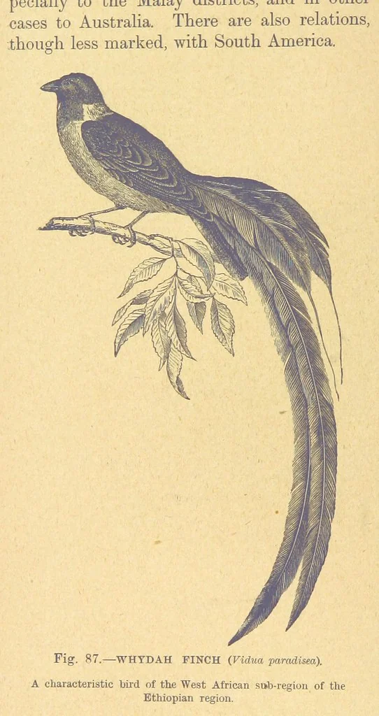 An illustration from Our Earth and its Story: a popular treatise on physical geography. Edited by R. Brown. With ... coloured plates and maps, etc, 1899, leaf 122