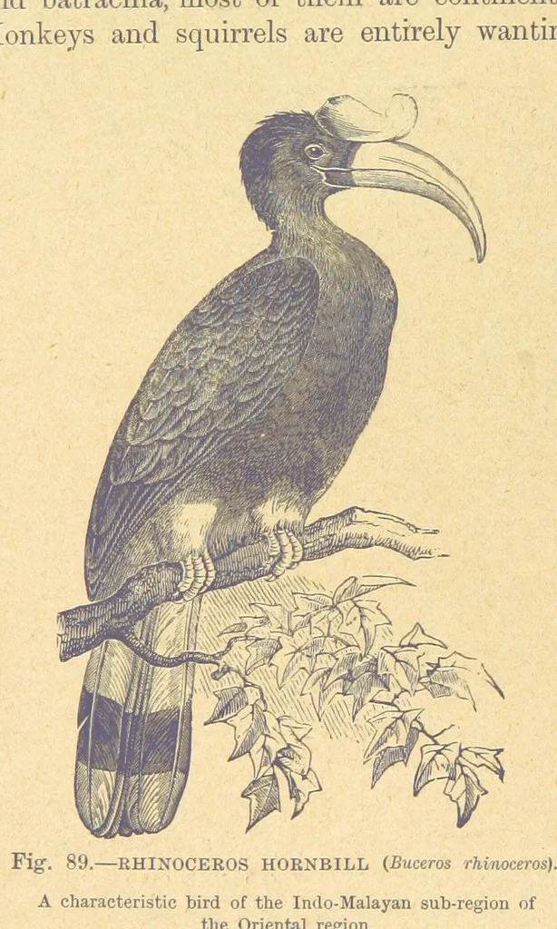 An illustration from Our Earth and its Story: a popular treatise on physical geography. Edited by R. Brown. With ... coloured plates and maps, etc, 1899, leaf 124