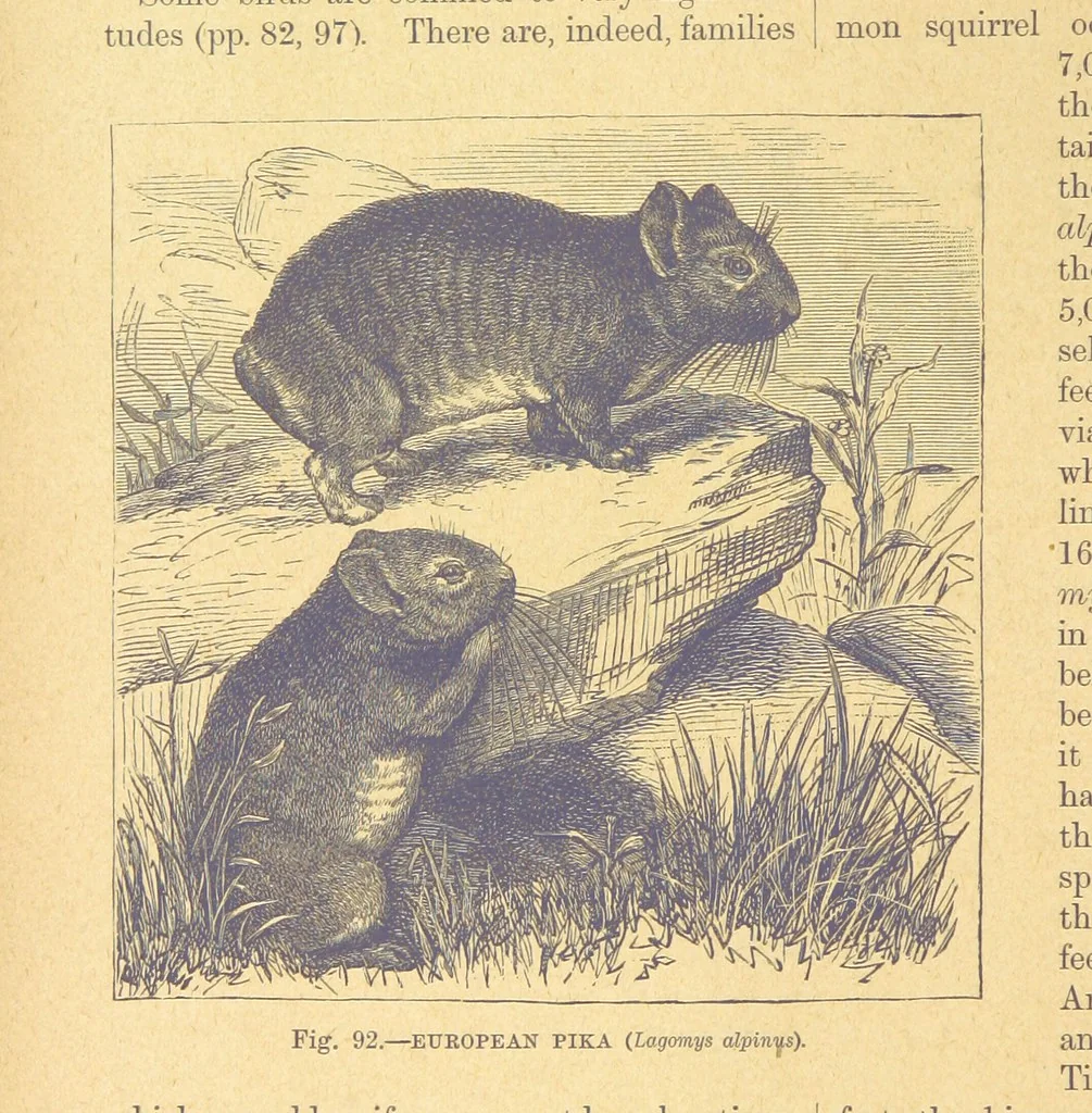 An illustration from Our Earth and its Story: a popular treatise on physical geography. Edited by R. Brown. With ... coloured plates and maps, etc, 1899, leaf 132