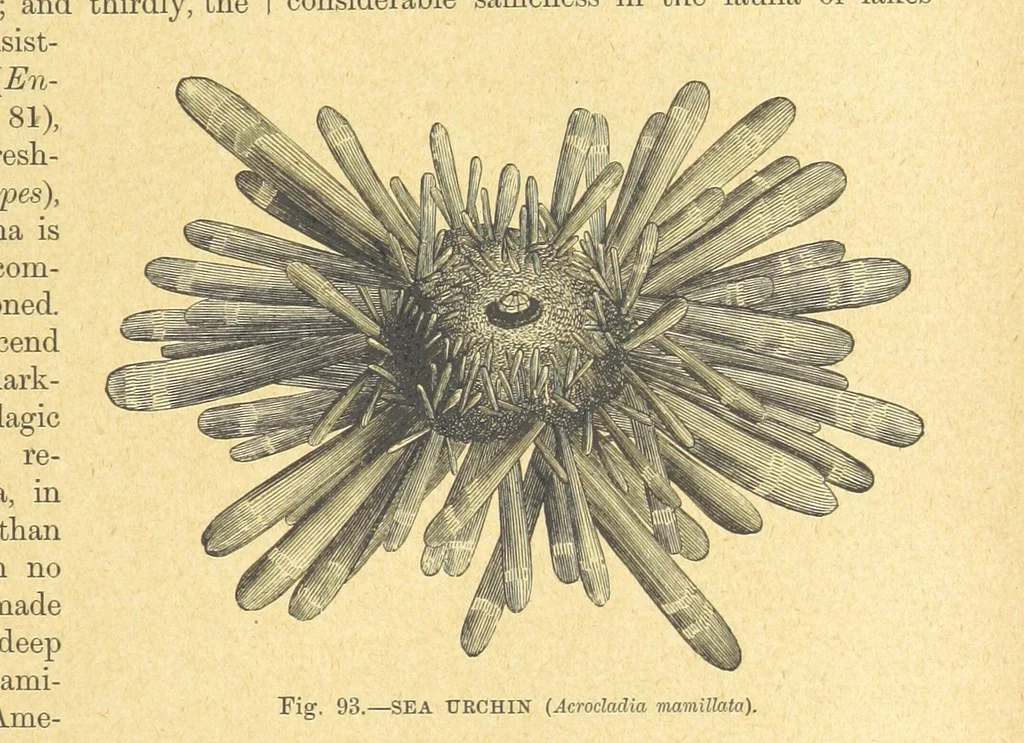 An illustration from Our Earth and its Story: a popular treatise on physical geography. Edited by R. Brown. With ... coloured plates and maps, etc, 1899, leaf 133