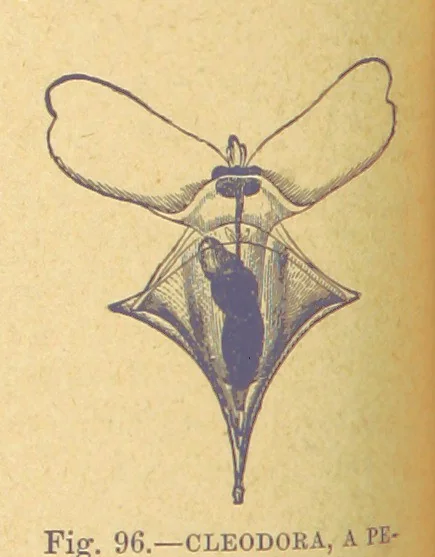 An illustration from Our Earth and its Story: a popular treatise on physical geography. Edited by R. Brown. With ... coloured plates and maps, etc, 1899, leaf 134