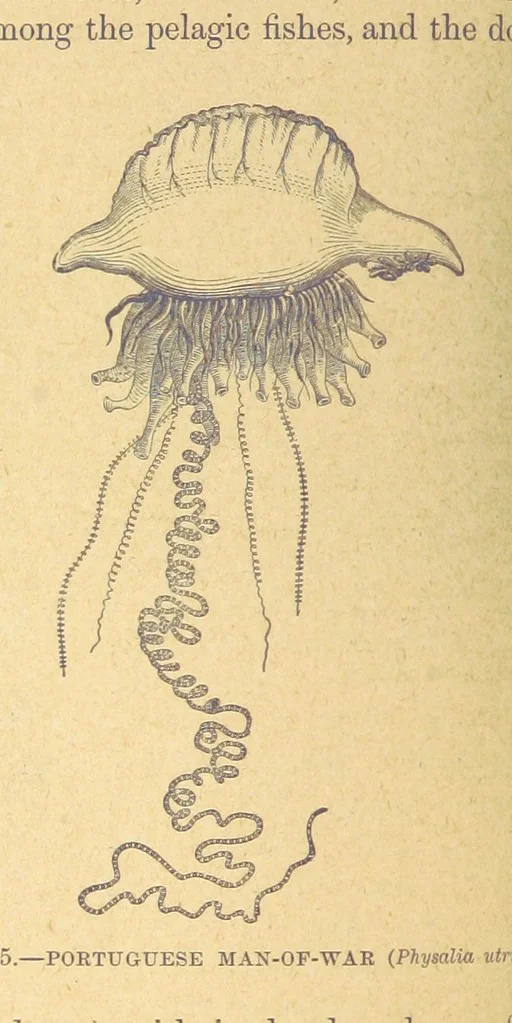 An illustration from Our Earth and its Story: a popular treatise on physical geography. Edited by R. Brown. With ... coloured plates and maps, etc, 1899, leaf 134