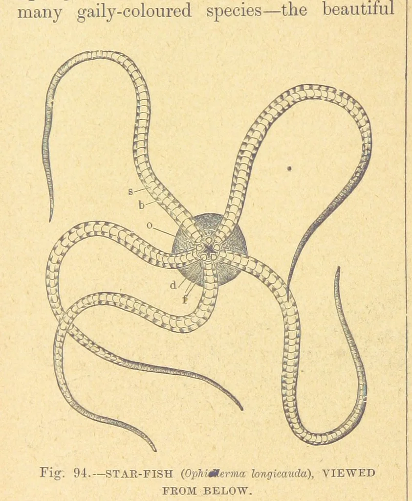 An illustration from Our Earth and its Story: a popular treatise on physical geography. Edited by R. Brown. With ... coloured plates and maps, etc, 1899, leaf 134